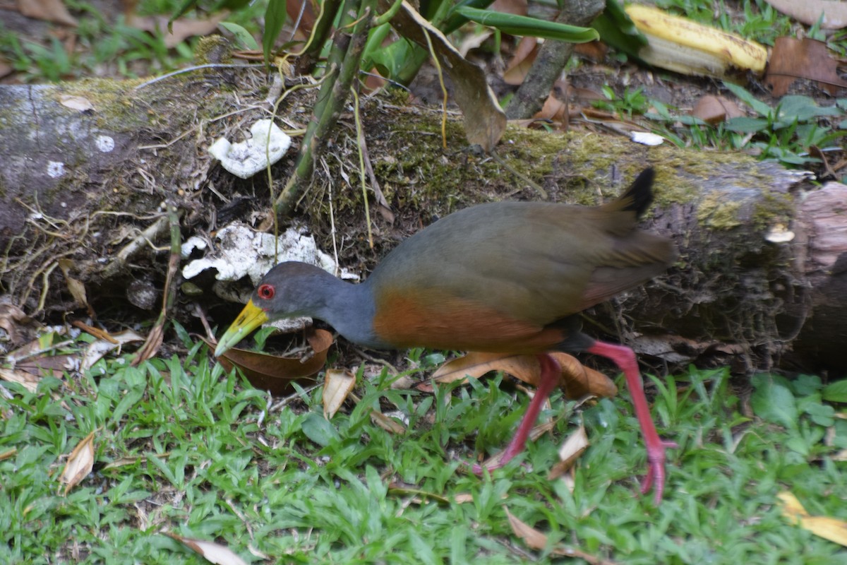 Gray-cowled Wood-Rail - ML617687898