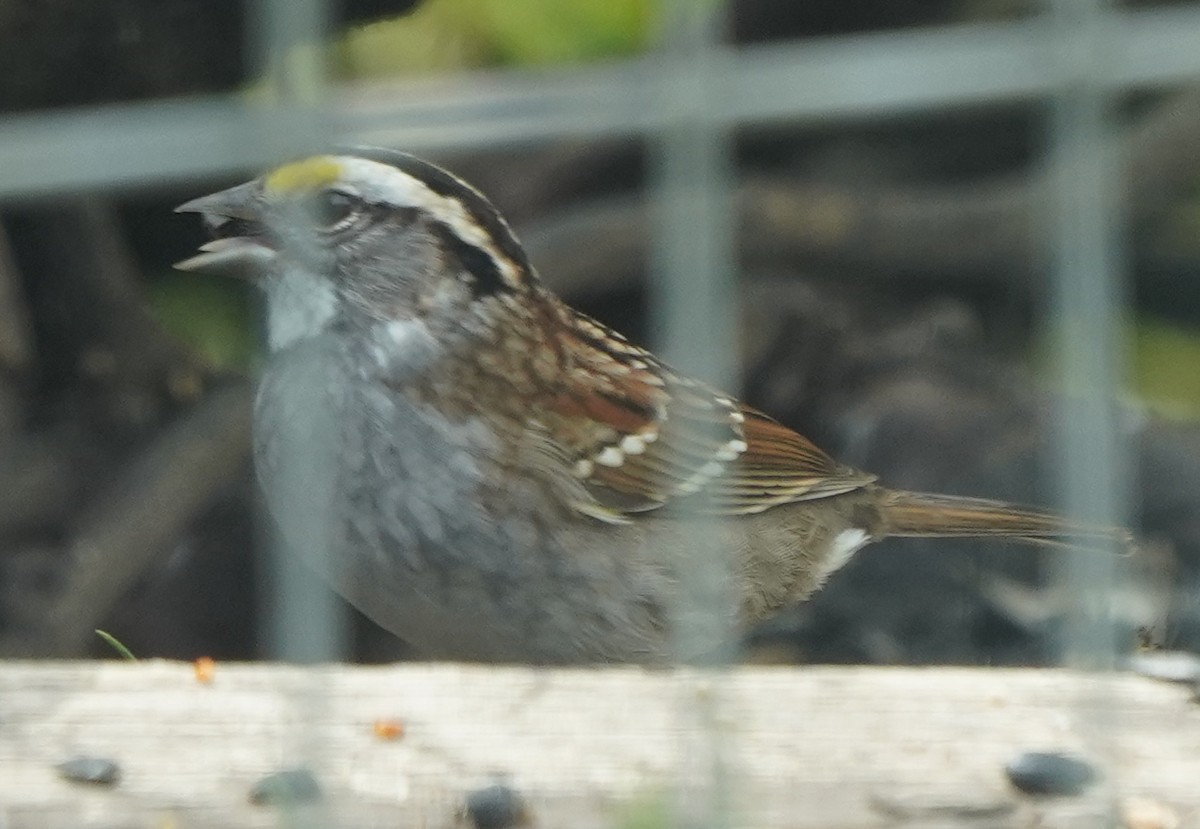 White-throated Sparrow - ML617687899