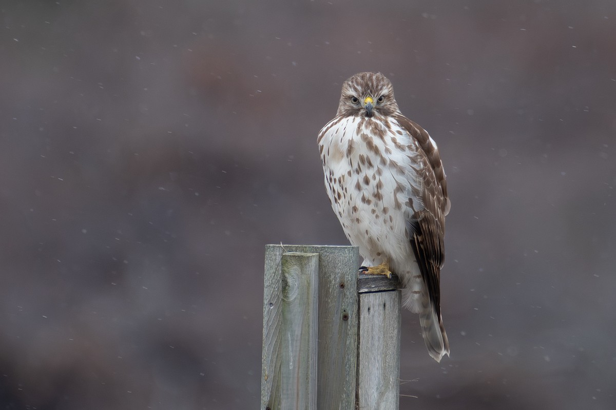 Red-shouldered Hawk - Mike Tucker