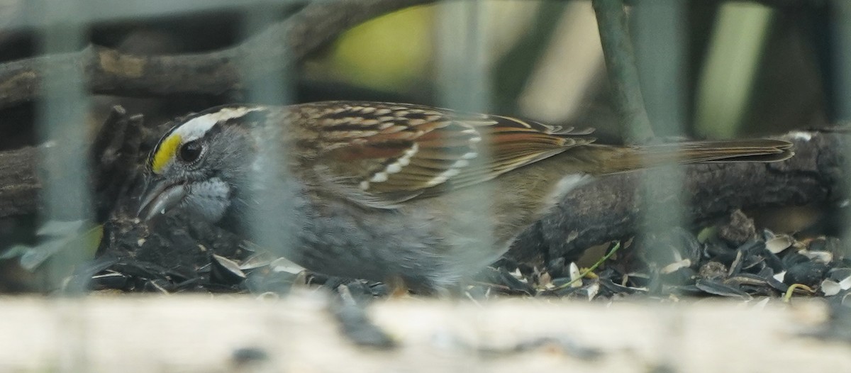 White-throated Sparrow - ML617687913