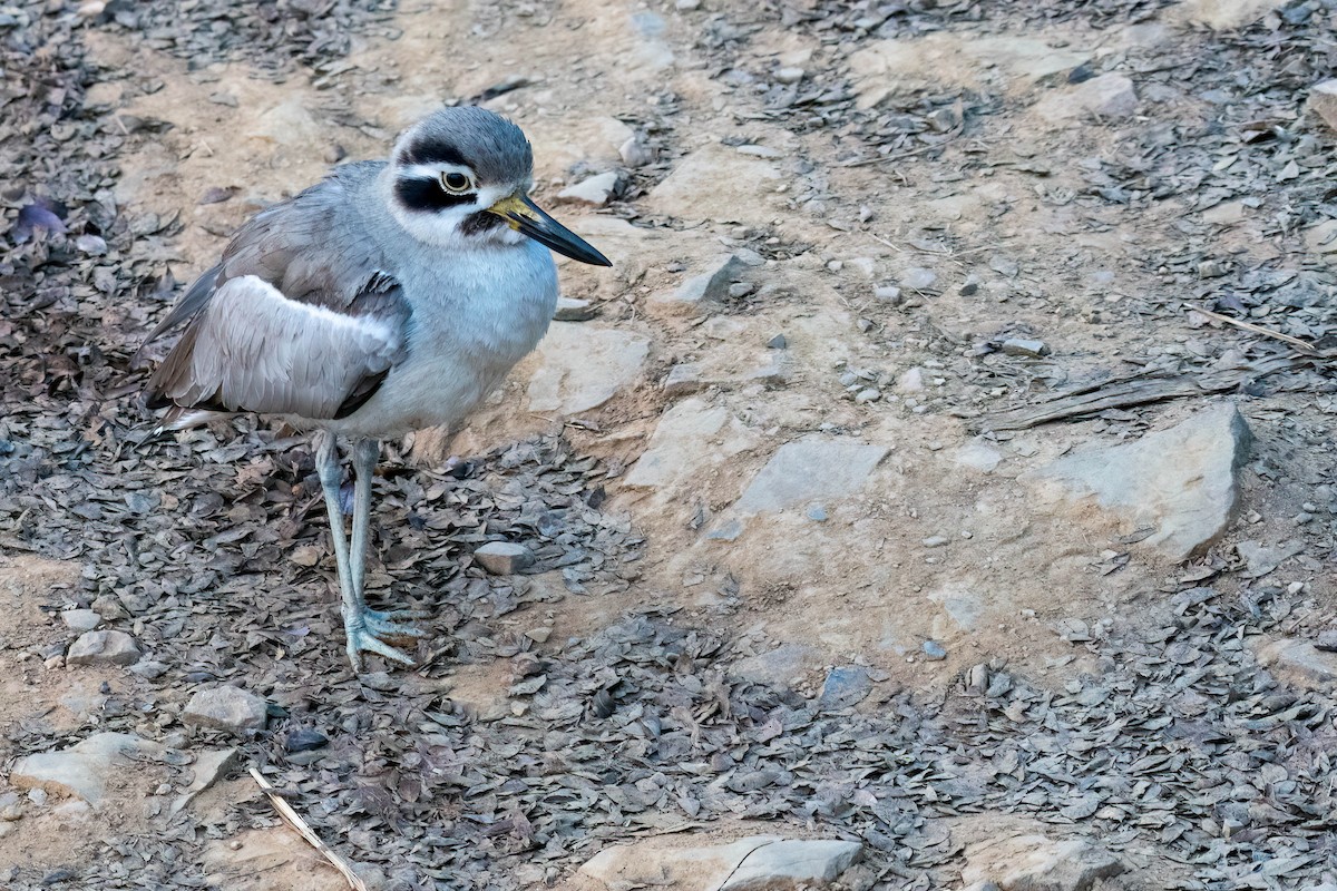 Great Thick-knee - ML617687952