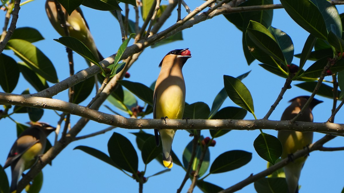 Cedar Waxwing - ML617687957