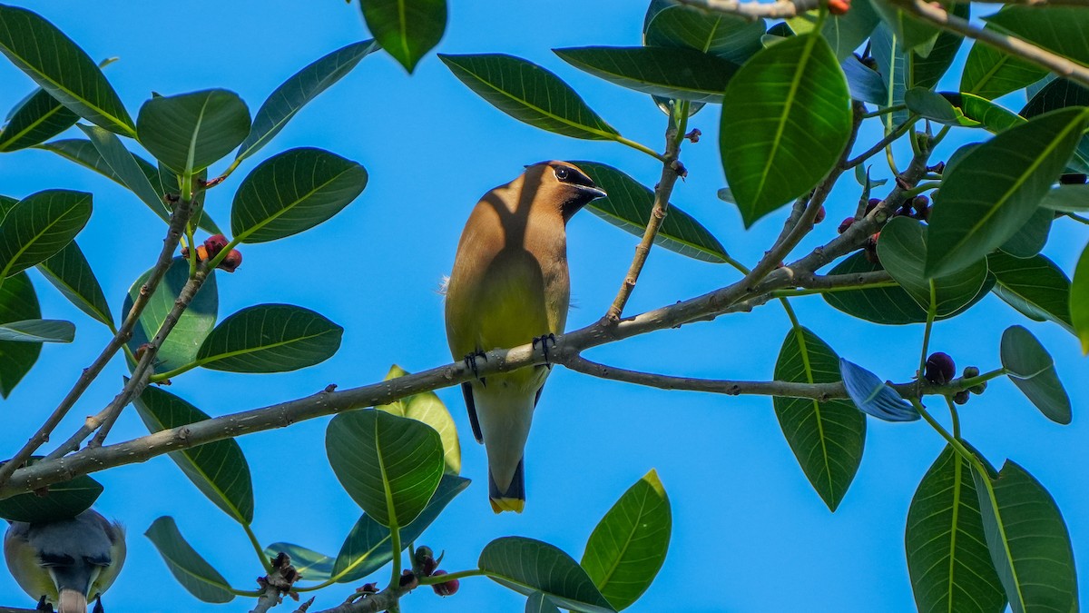 Cedar Waxwing - ML617687968