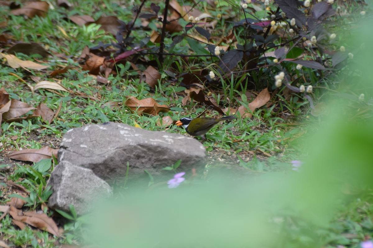 Orange-billed Sparrow - Jeffrey Greco