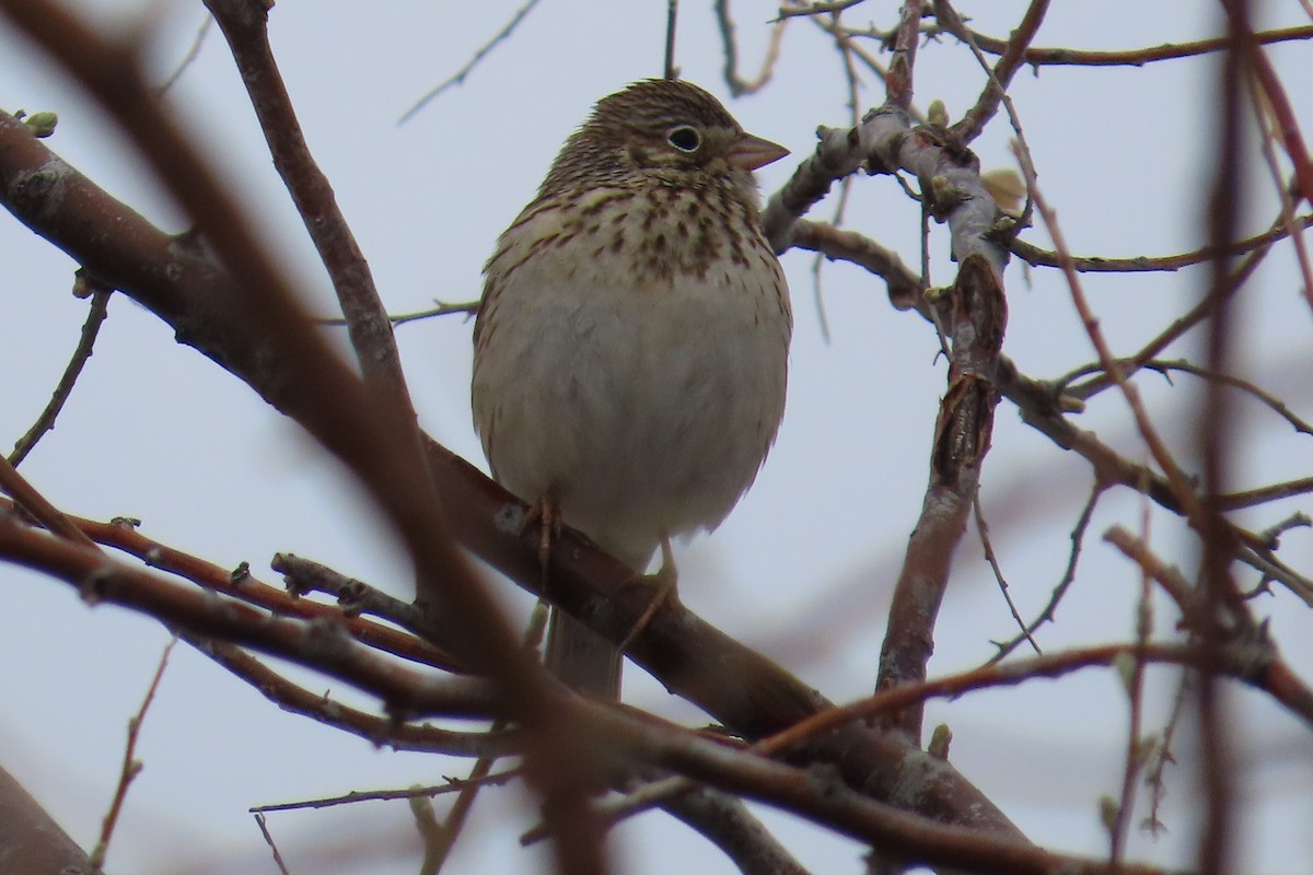 Vesper Sparrow - Jonathan Bowser