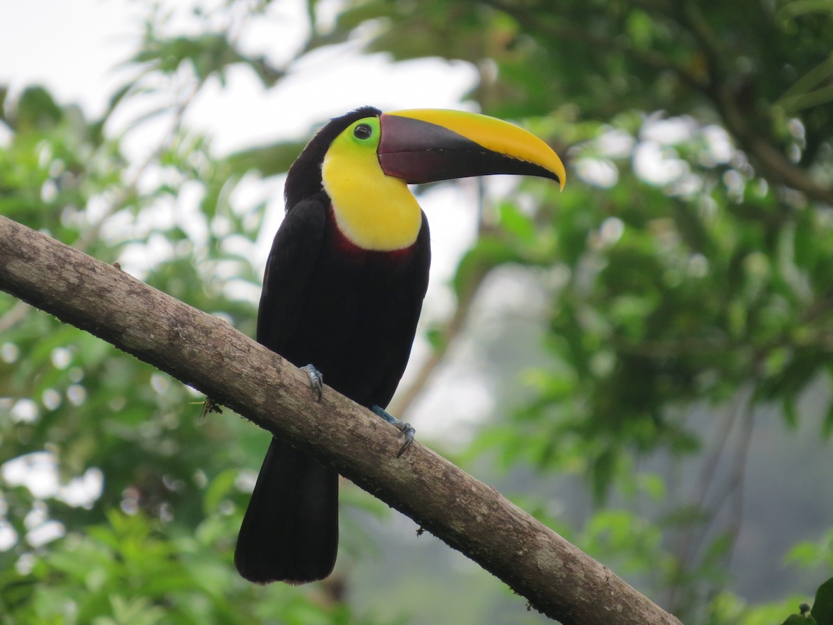 Yellow-throated Toucan - ML617687992