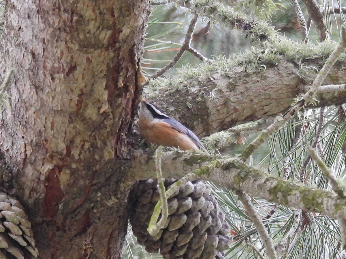 Sittelle à poitrine rousse - ML617687993