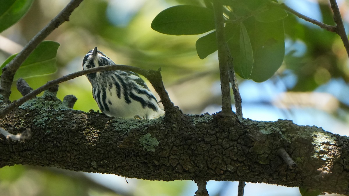 Black-and-white Warbler - Tuly  Datena