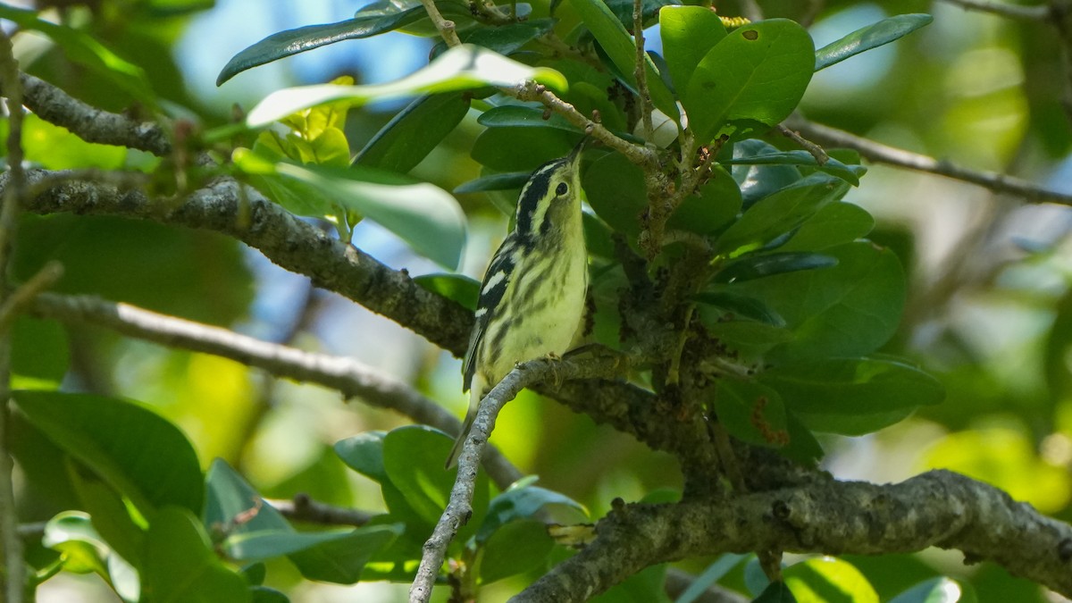 Black-and-white Warbler - ML617688030