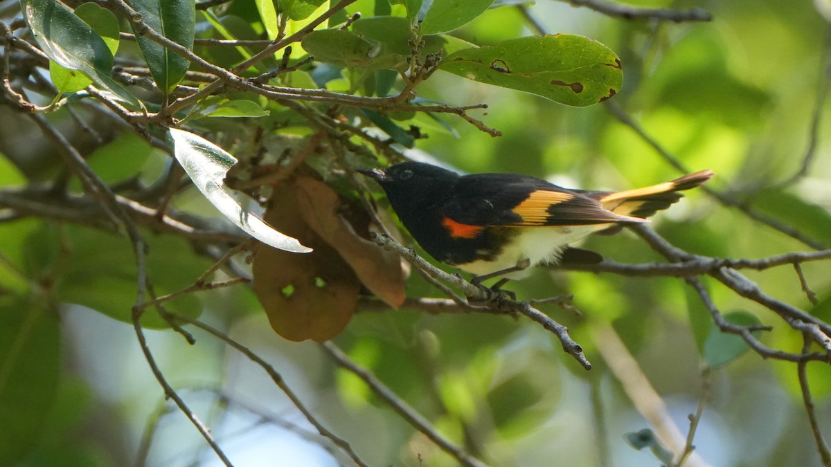 American Redstart - ML617688045