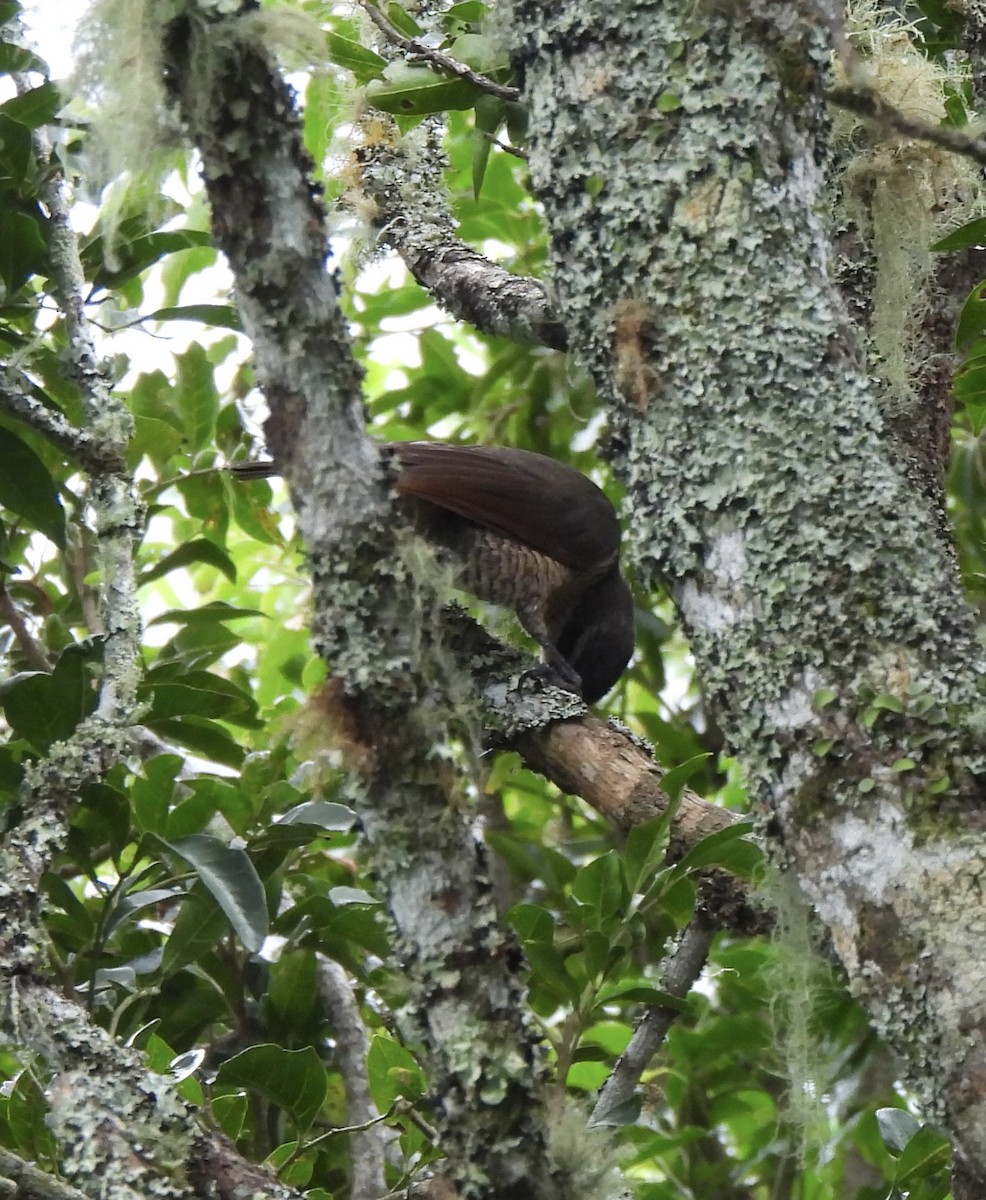 Paradise Riflebird - ML617688046