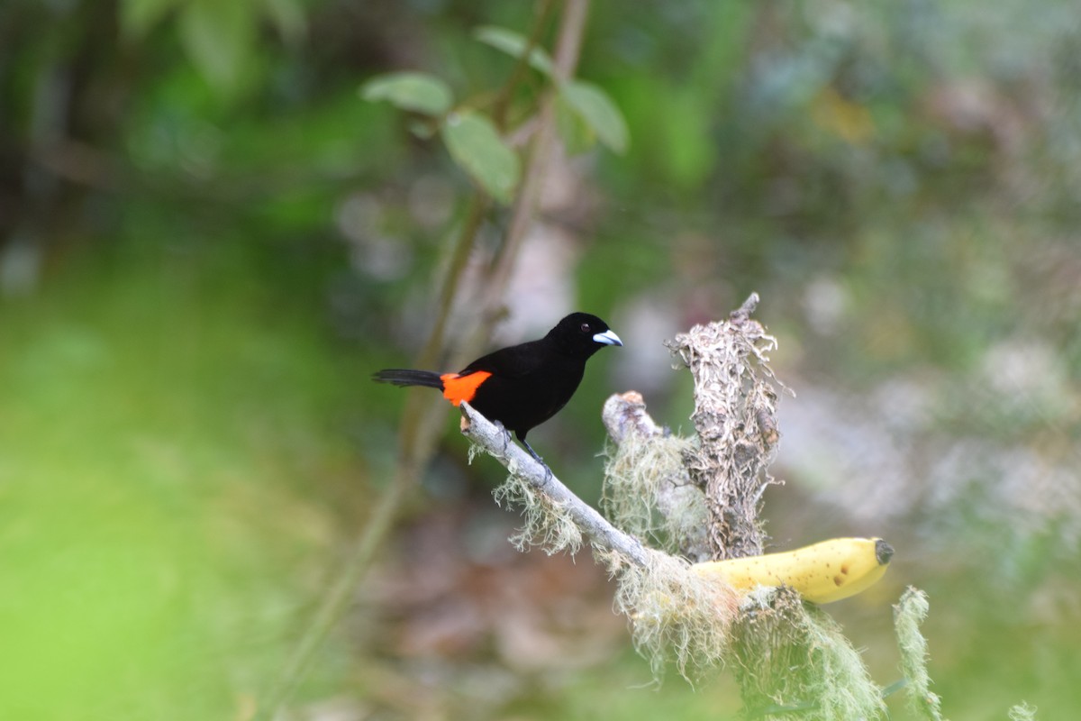 Scarlet-rumped Tanager (Cherrie's) - Jeffrey Greco