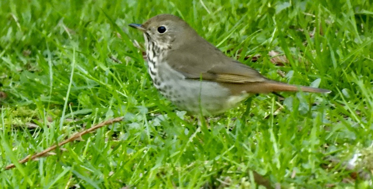 קיכלי חלוד-זנב - ML617688061