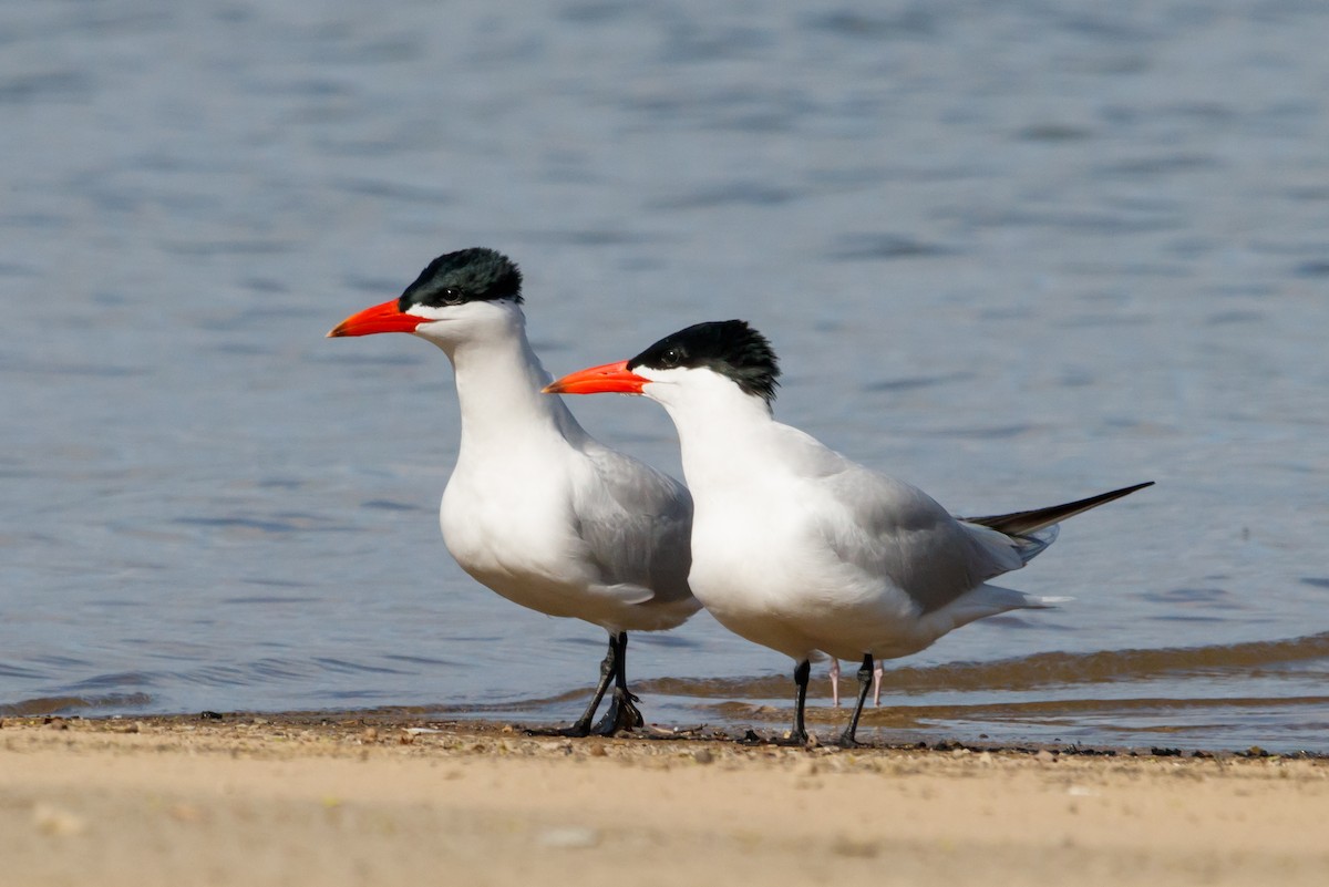 Caspian Tern - ML617688074