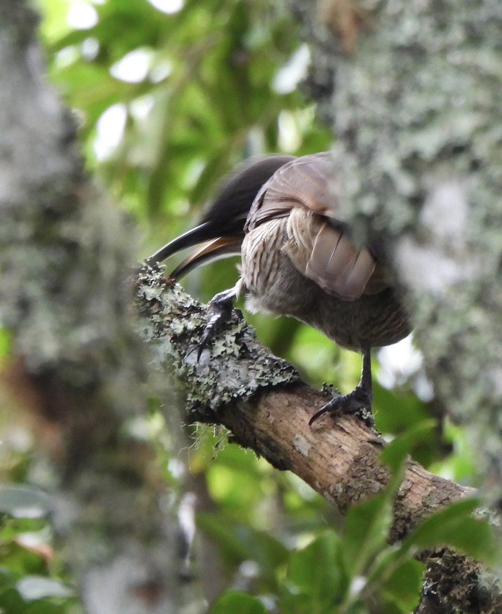 Paradise Riflebird - Maylene McLeod