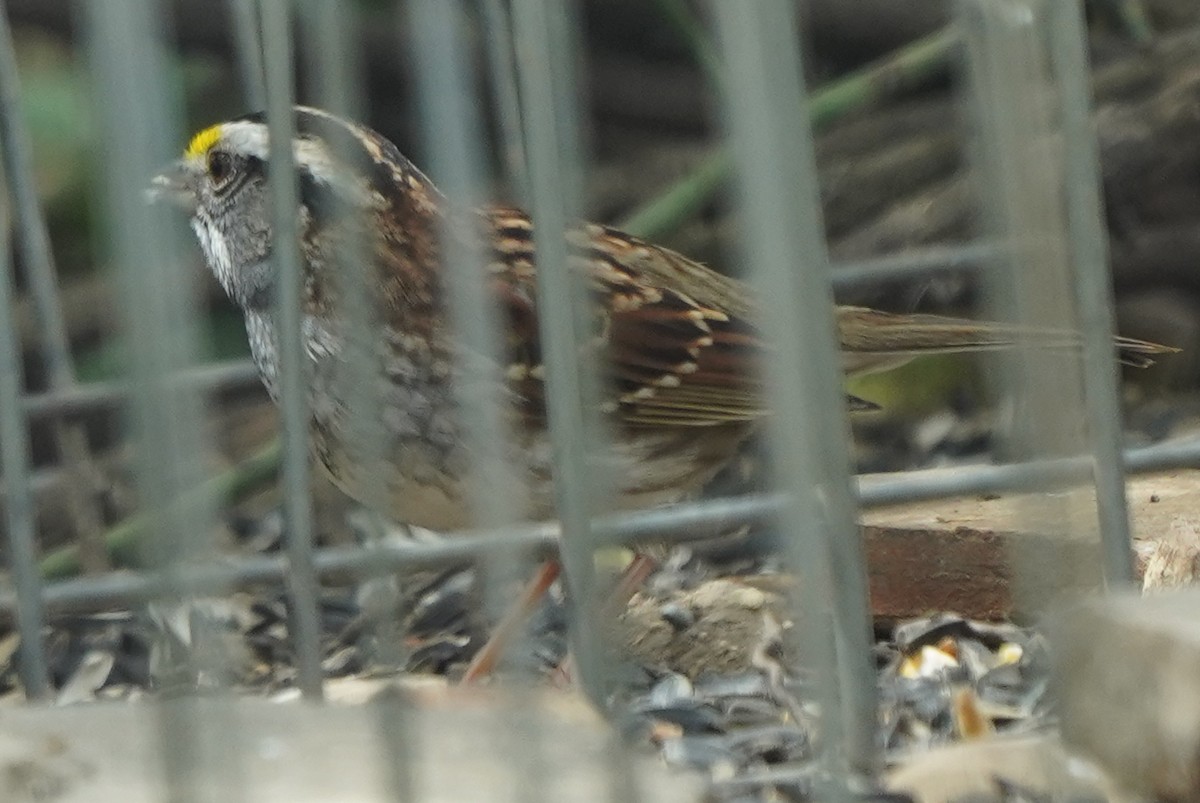 White-throated Sparrow - ML617688078