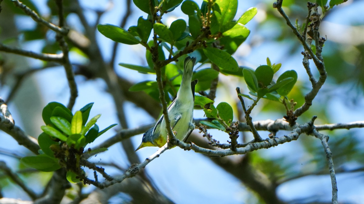 Northern Parula - ML617688081