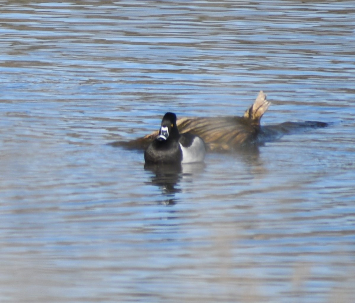 Ring-necked Duck - ML617688088