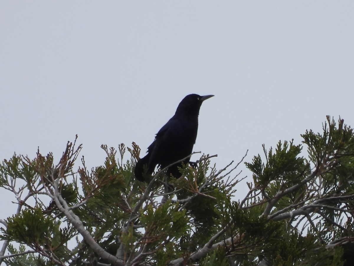 Great-tailed Grackle - Daniel Farrar