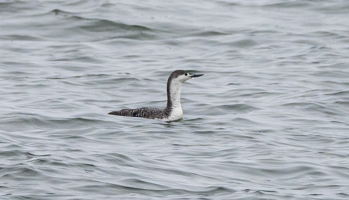 Red-throated Loon - ML617688100
