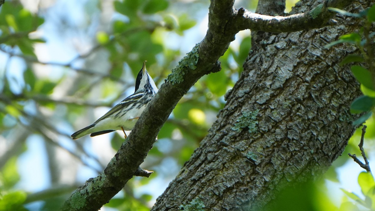 Blackpoll Warbler - ML617688108