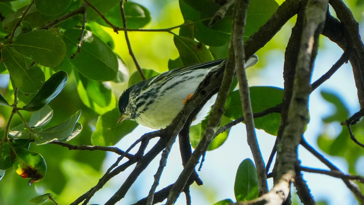 Blackpoll Warbler - ML617688116