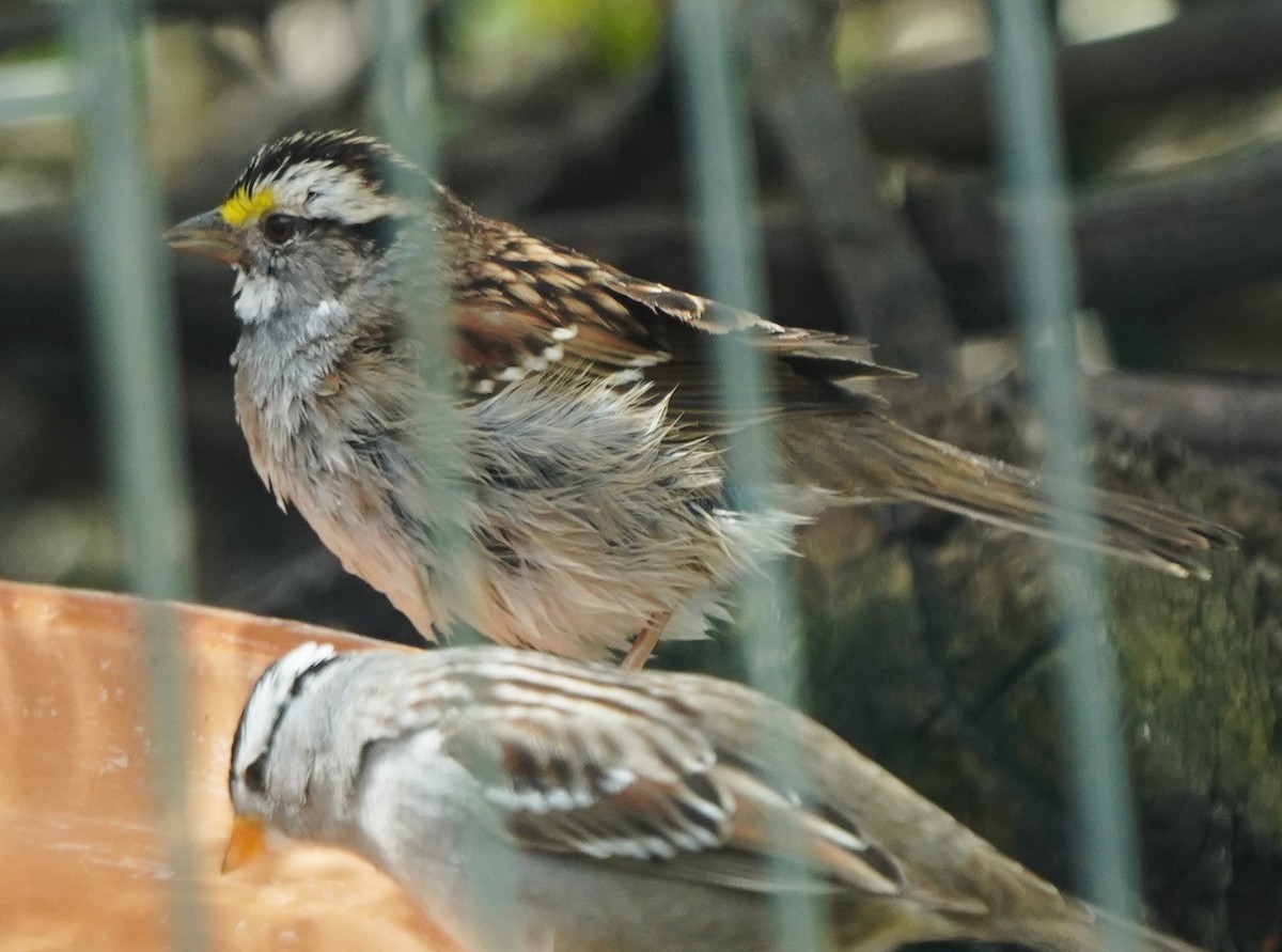 White-throated Sparrow - ML617688132