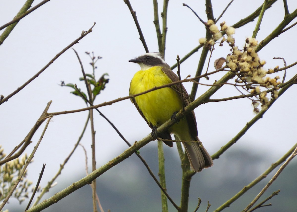 Social Flycatcher - Stu & Rynel Wickend