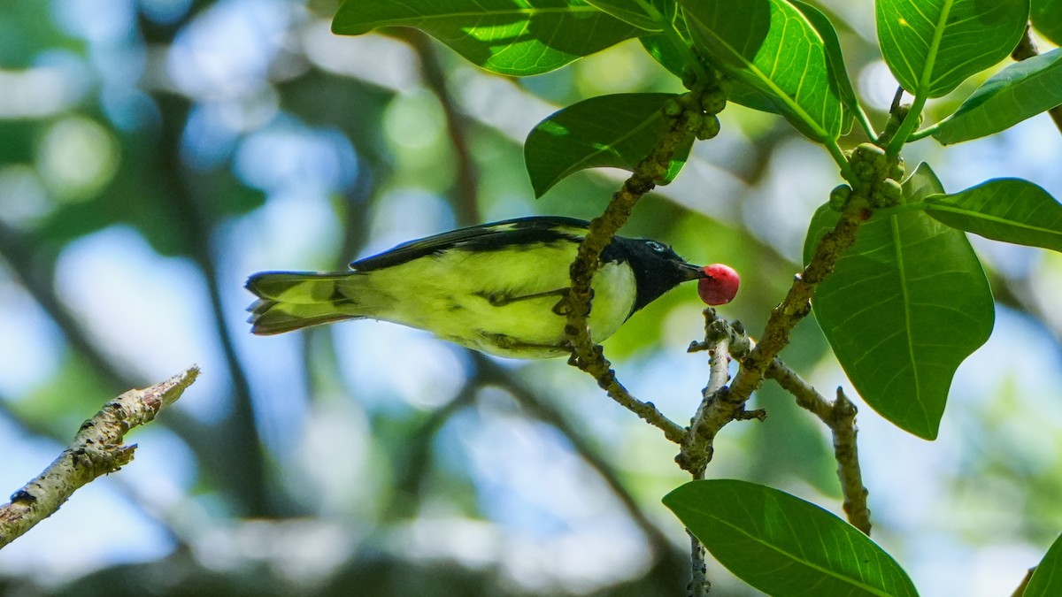 Black-throated Blue Warbler - ML617688150