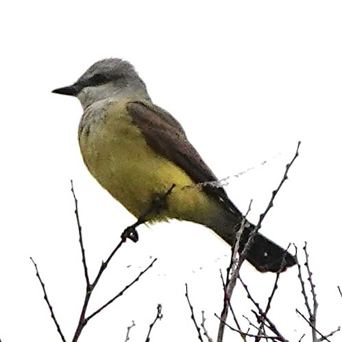 Western Kingbird - Wally Taylor