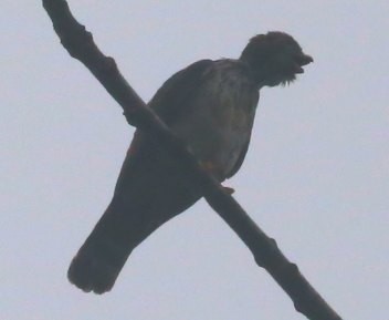 Double-toothed Kite - ML617688185