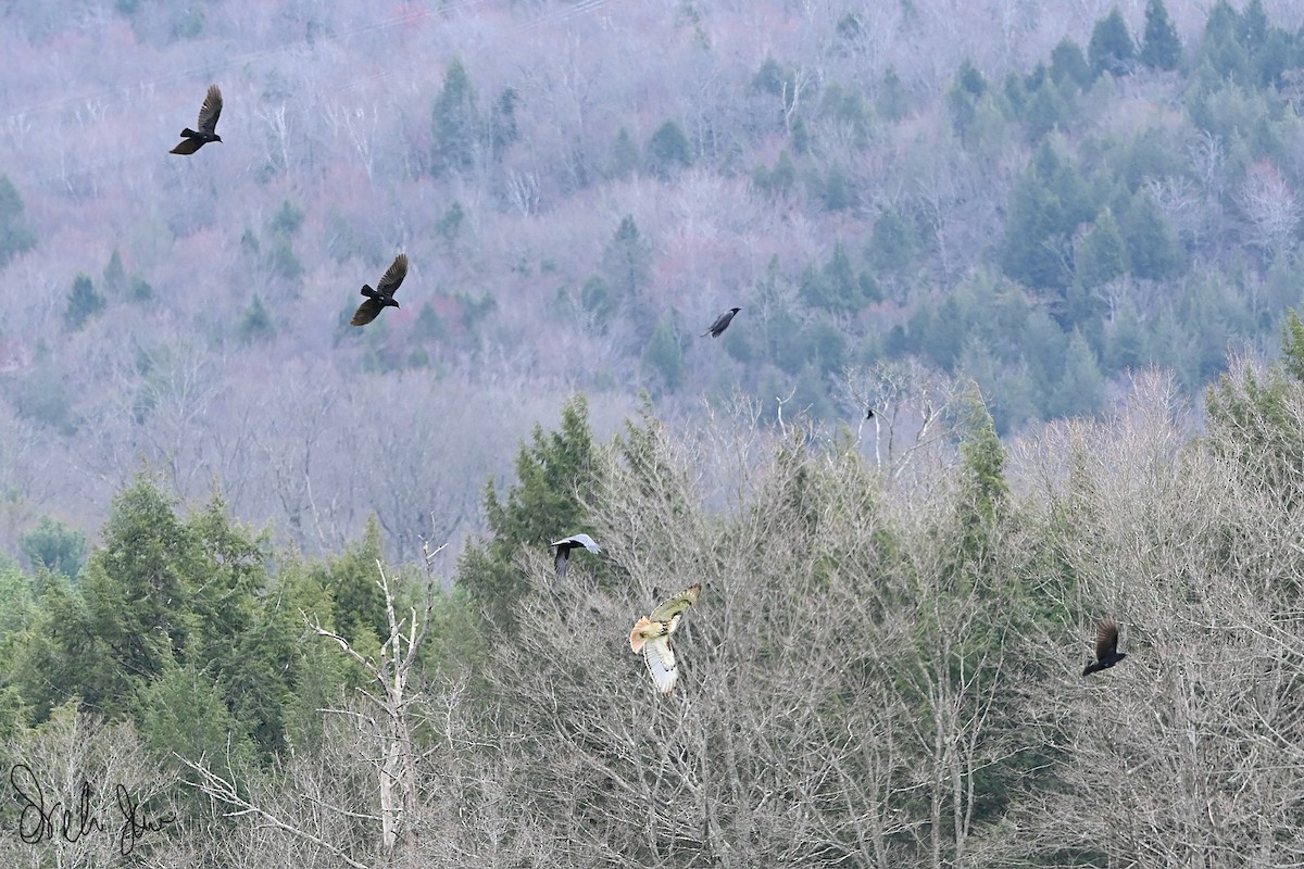 Red-tailed Hawk - ML617688233