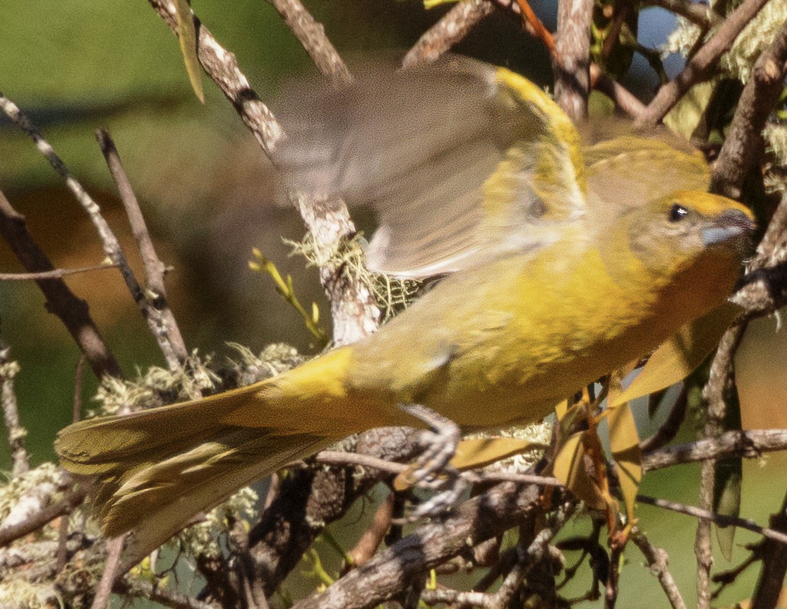 Hepatic Tanager (Northern) - ML617688234