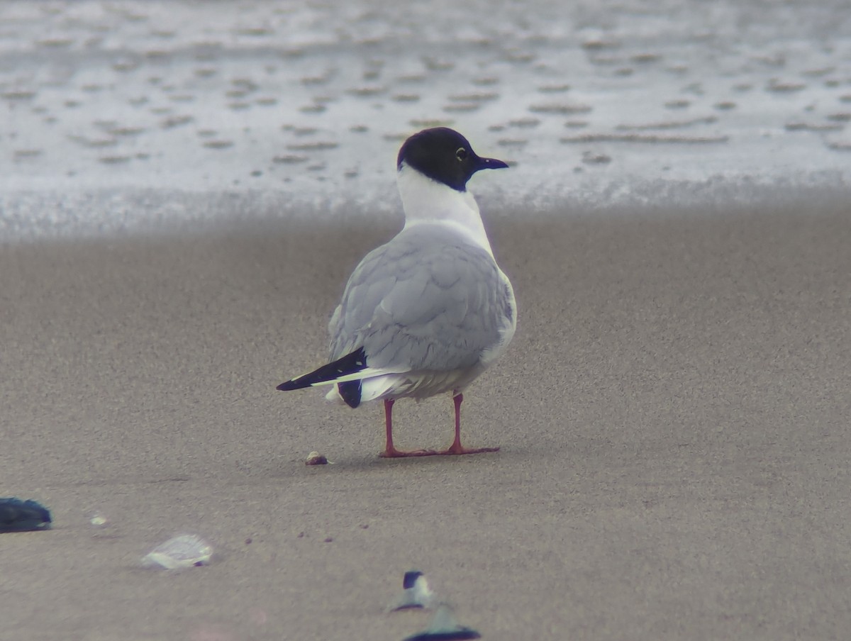 Bonaparte's Gull - Daniel Farrar