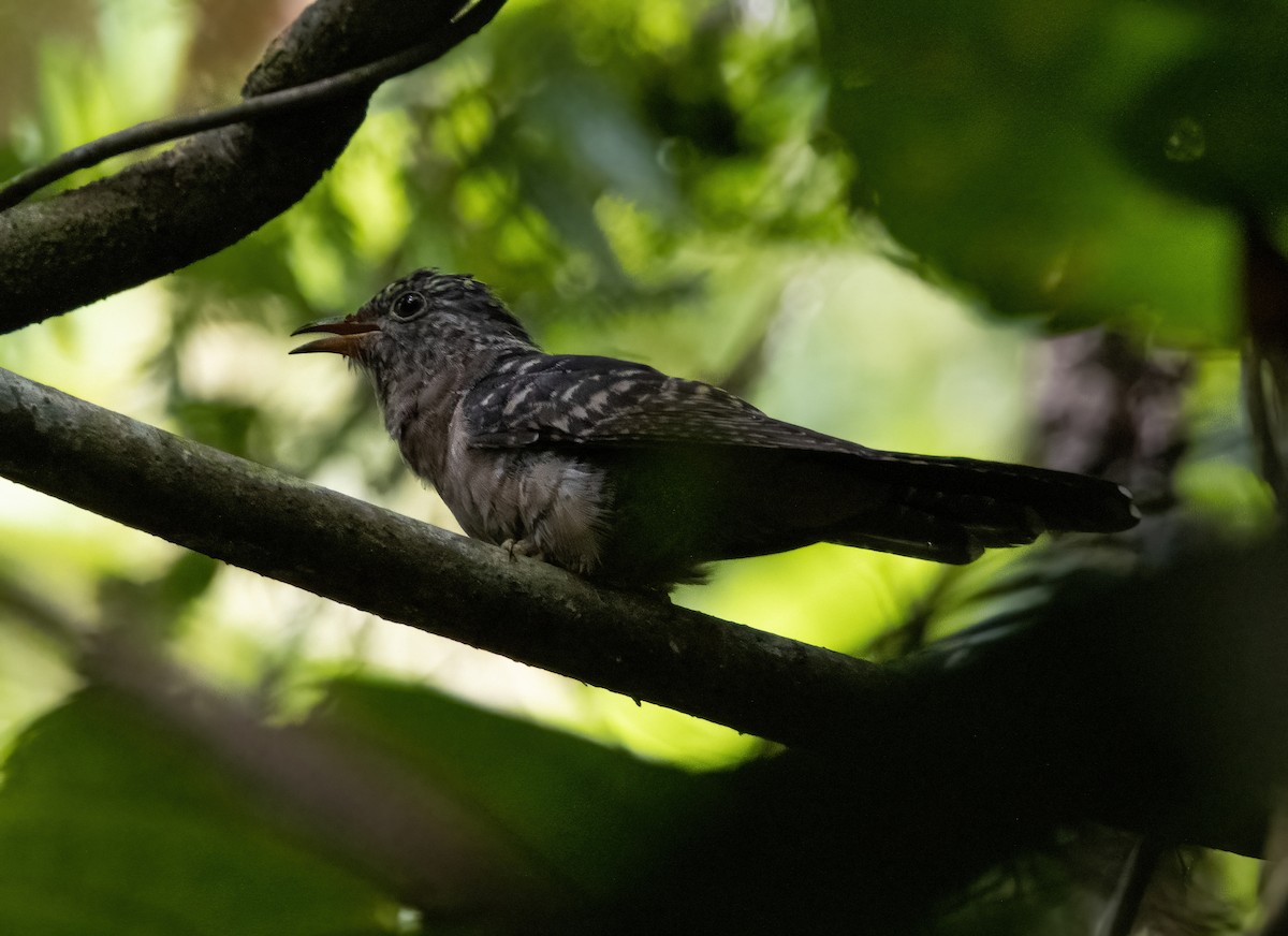 tanımsız Cacomantis sp. - ML617688247