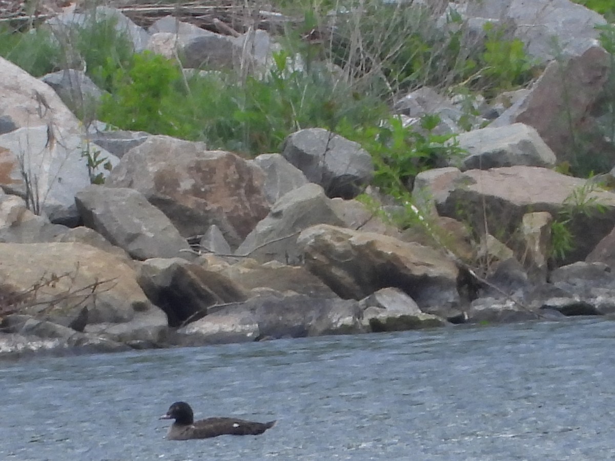 White-winged Scoter - ML617688250