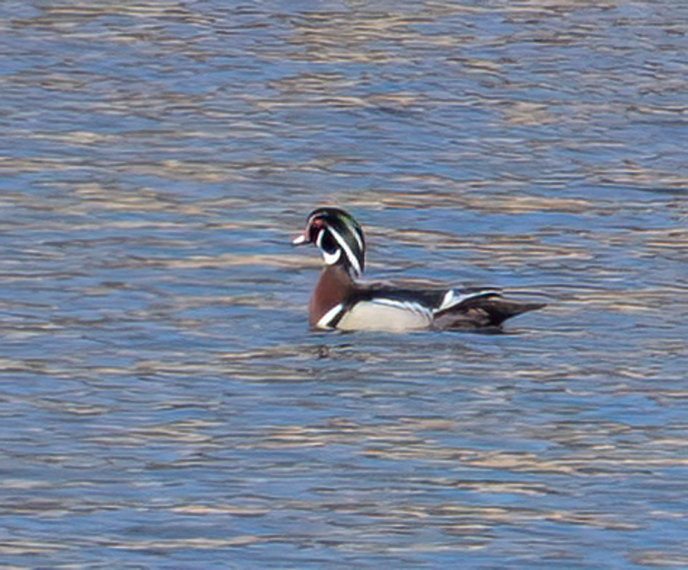 Wood Duck - ML617688257