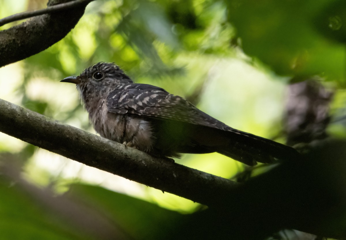 tanımsız Cacomantis sp. - ML617688258