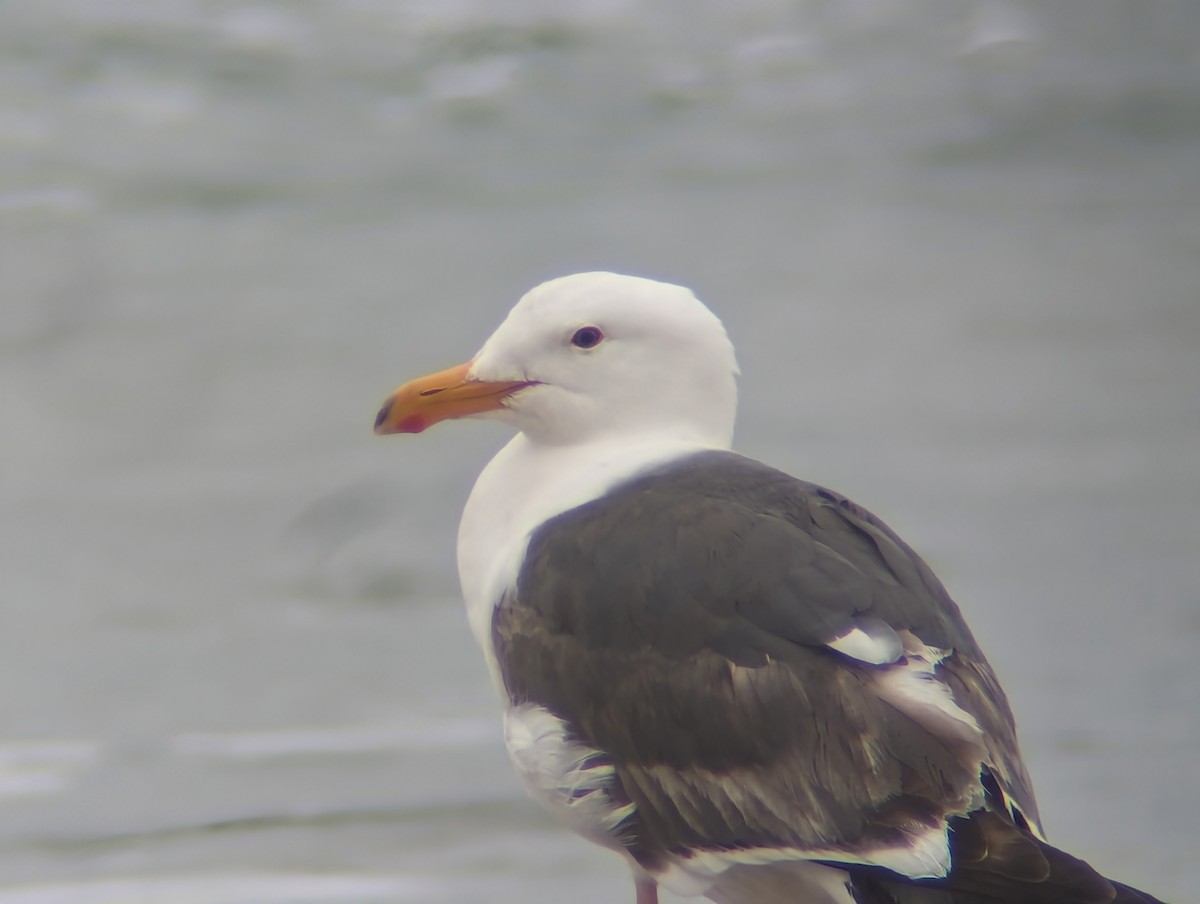 Western Gull - Daniel Farrar