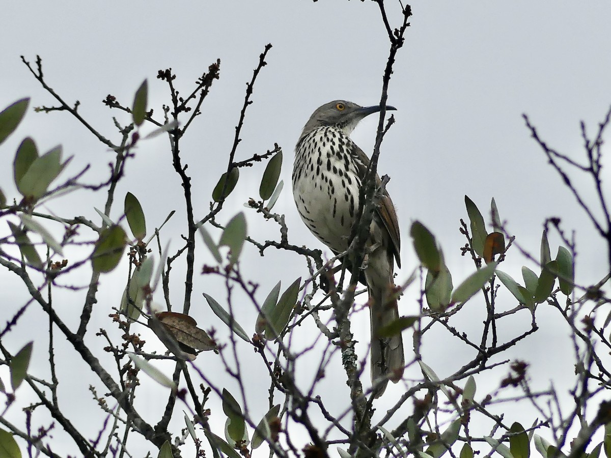 Long-billed Thrasher - Maggie Geer