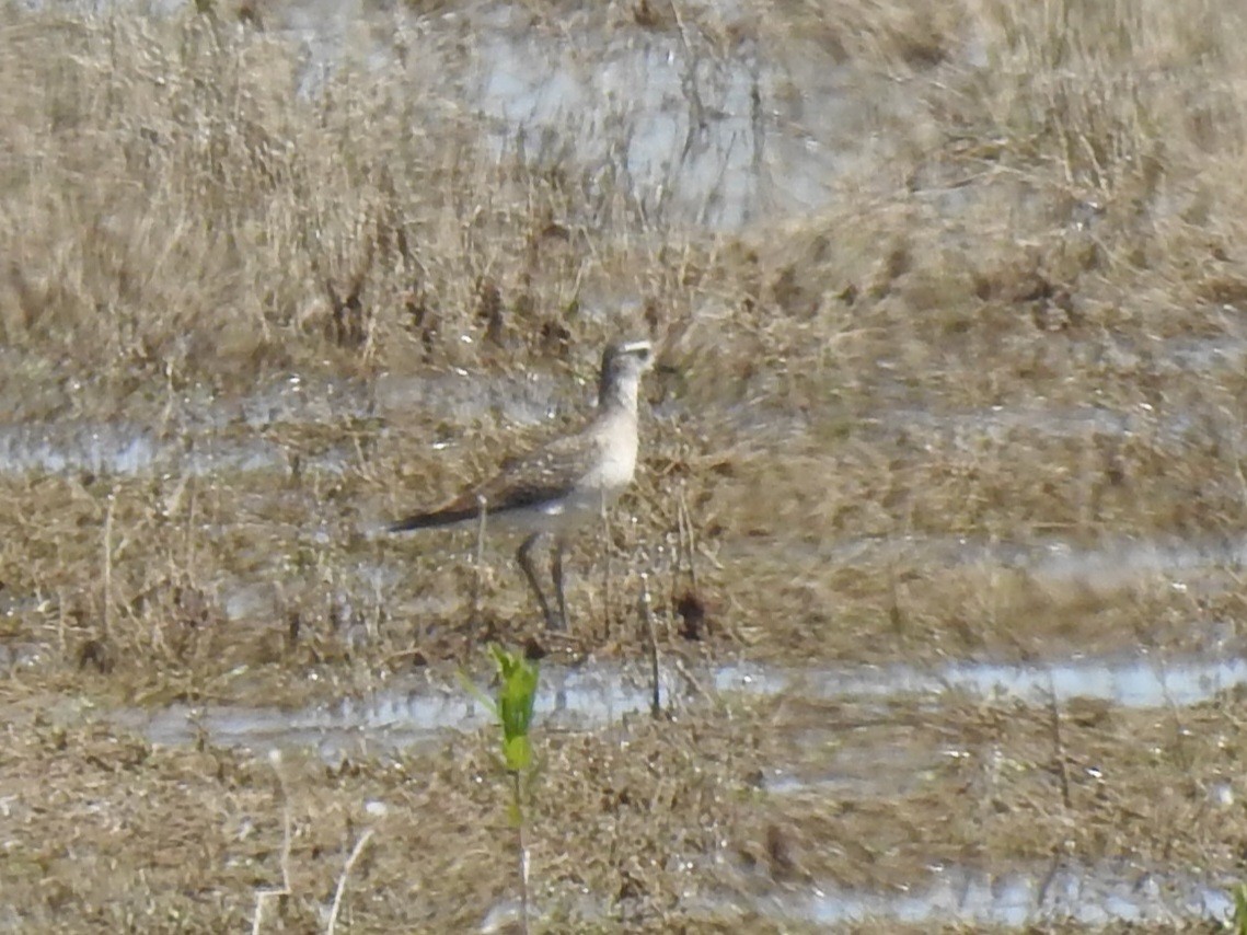 American Golden-Plover - Joel Gilb