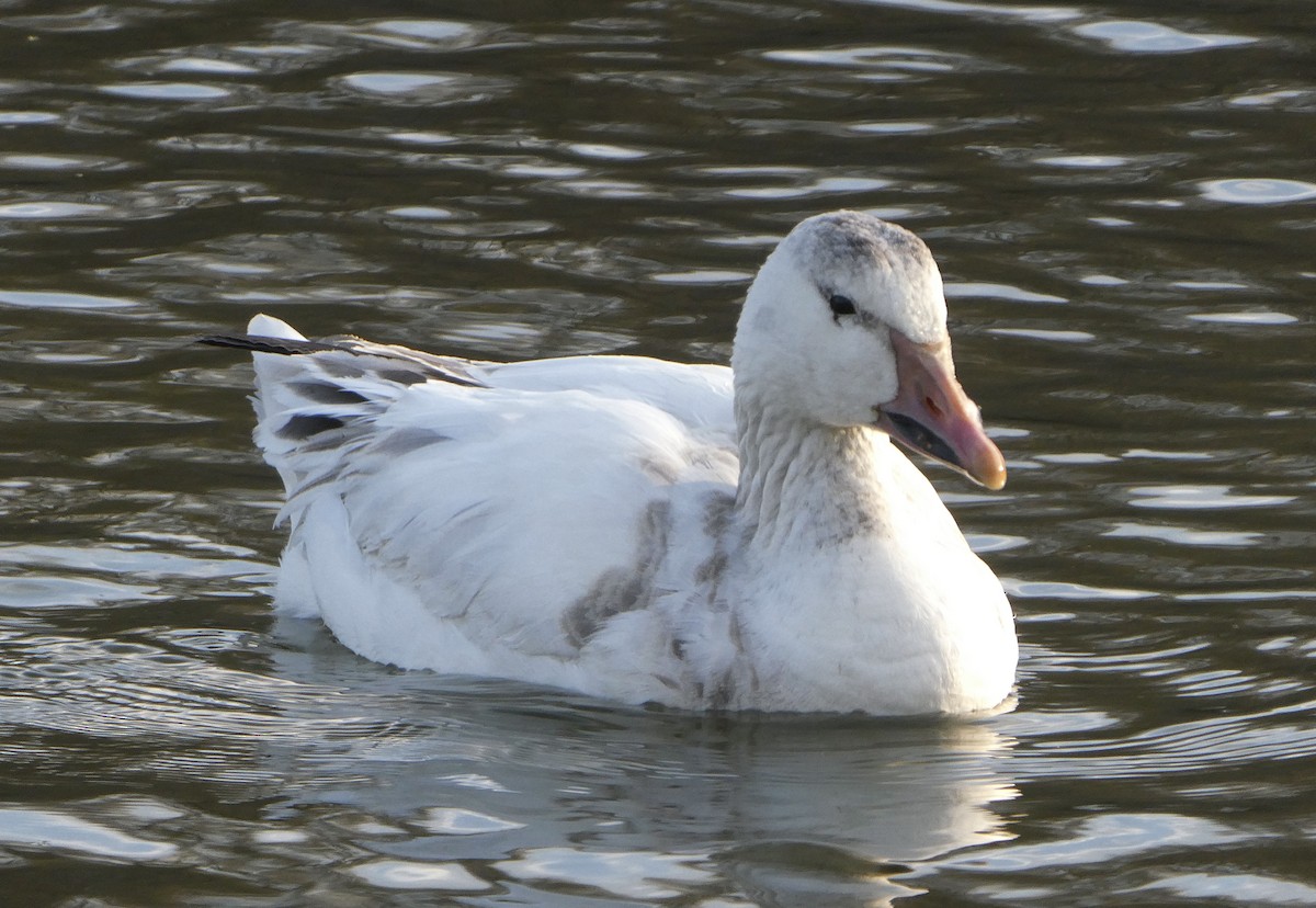 Snow Goose - ML617688298