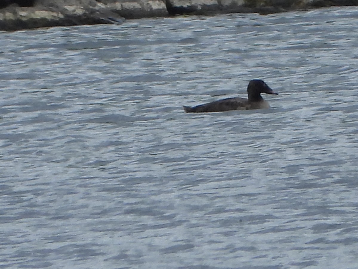 White-winged Scoter - ML617688303