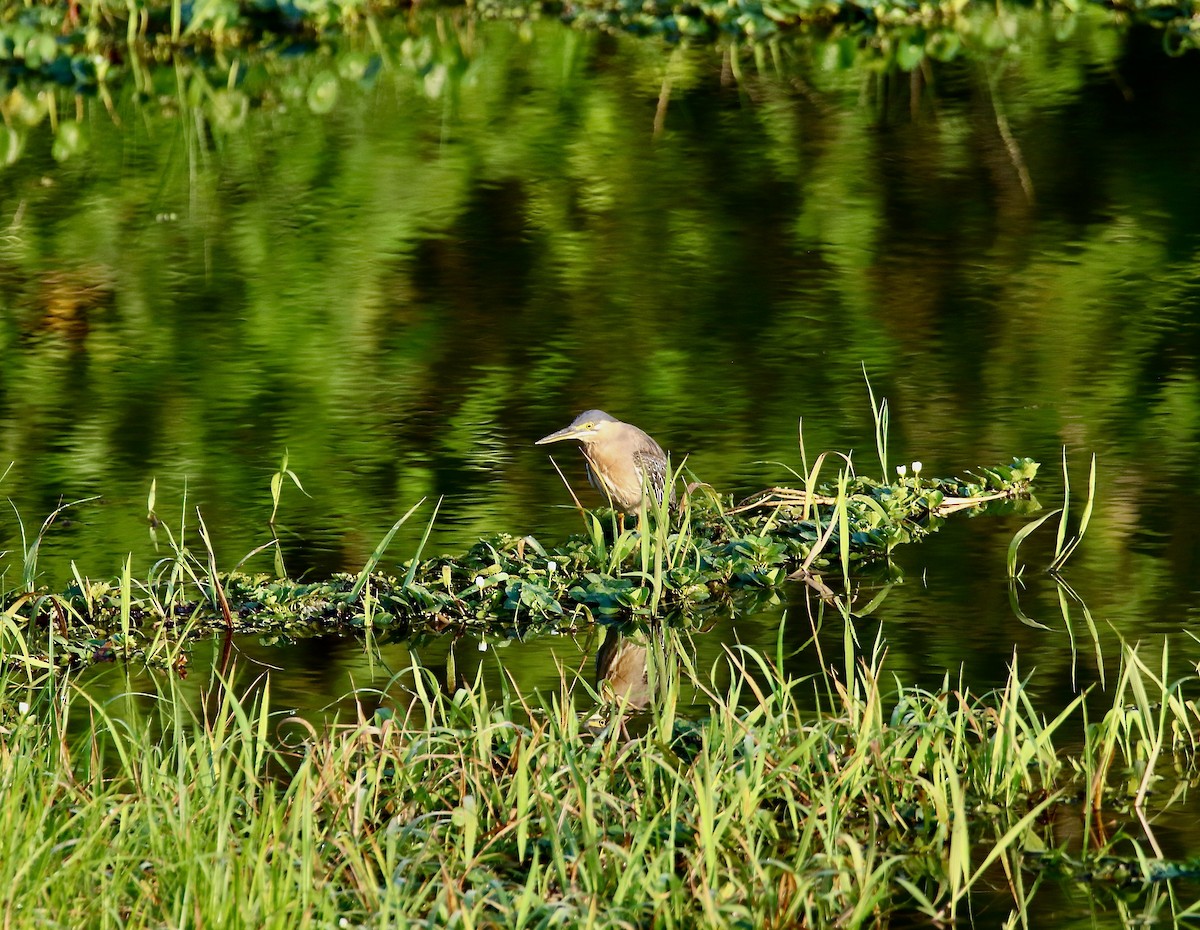 Striated Heron - ML617688344