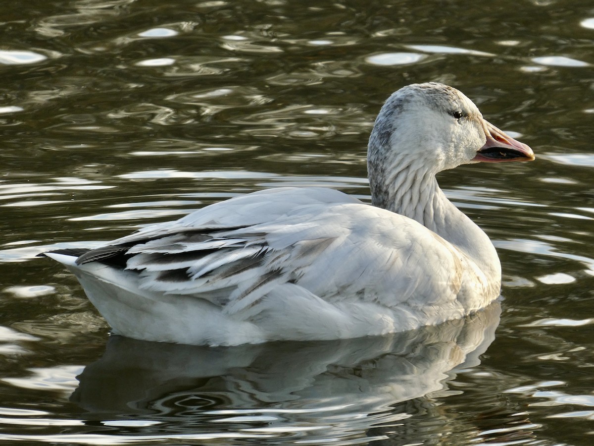 Snow Goose - ML617688349