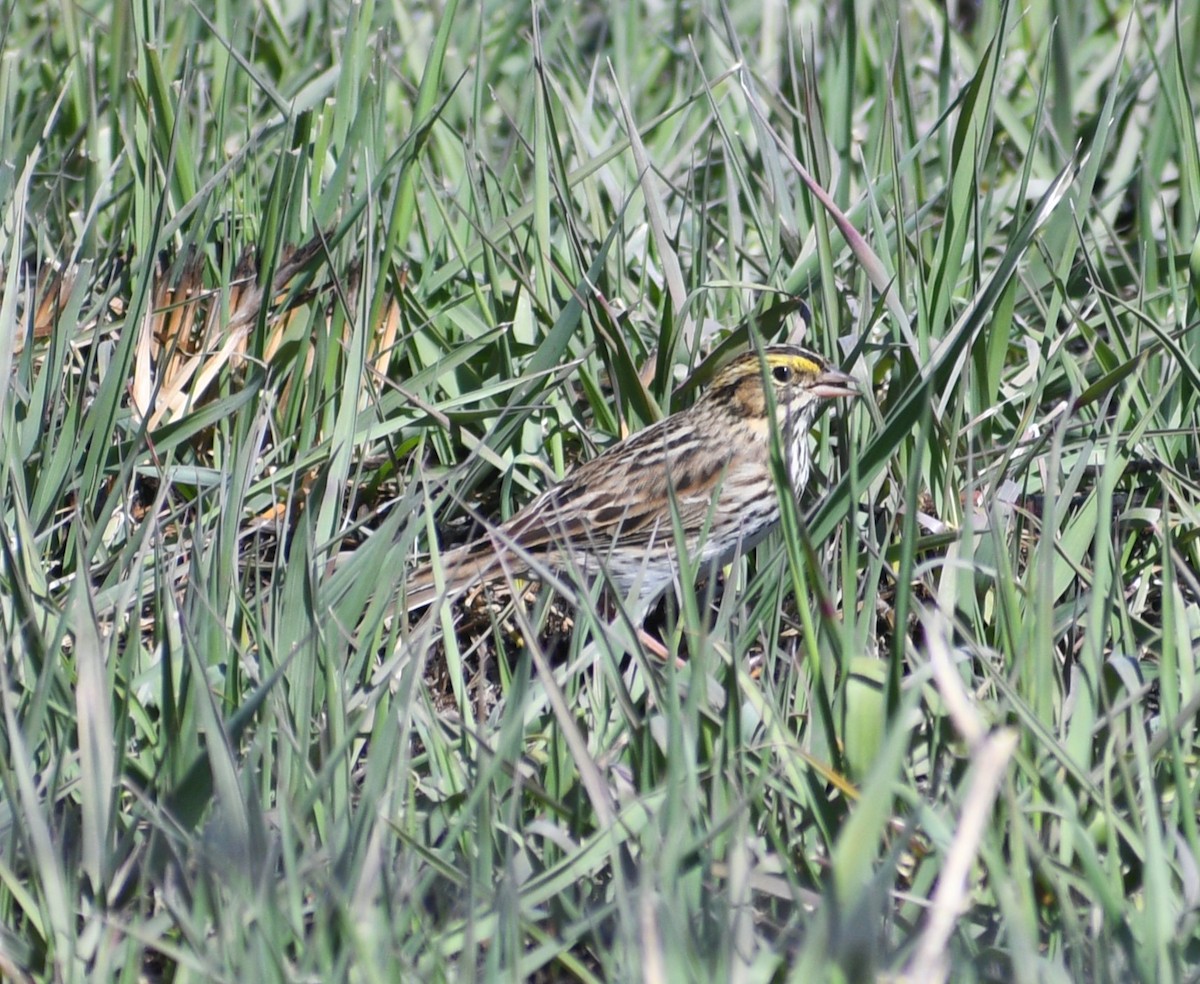 Savannah Sparrow - ML617688402