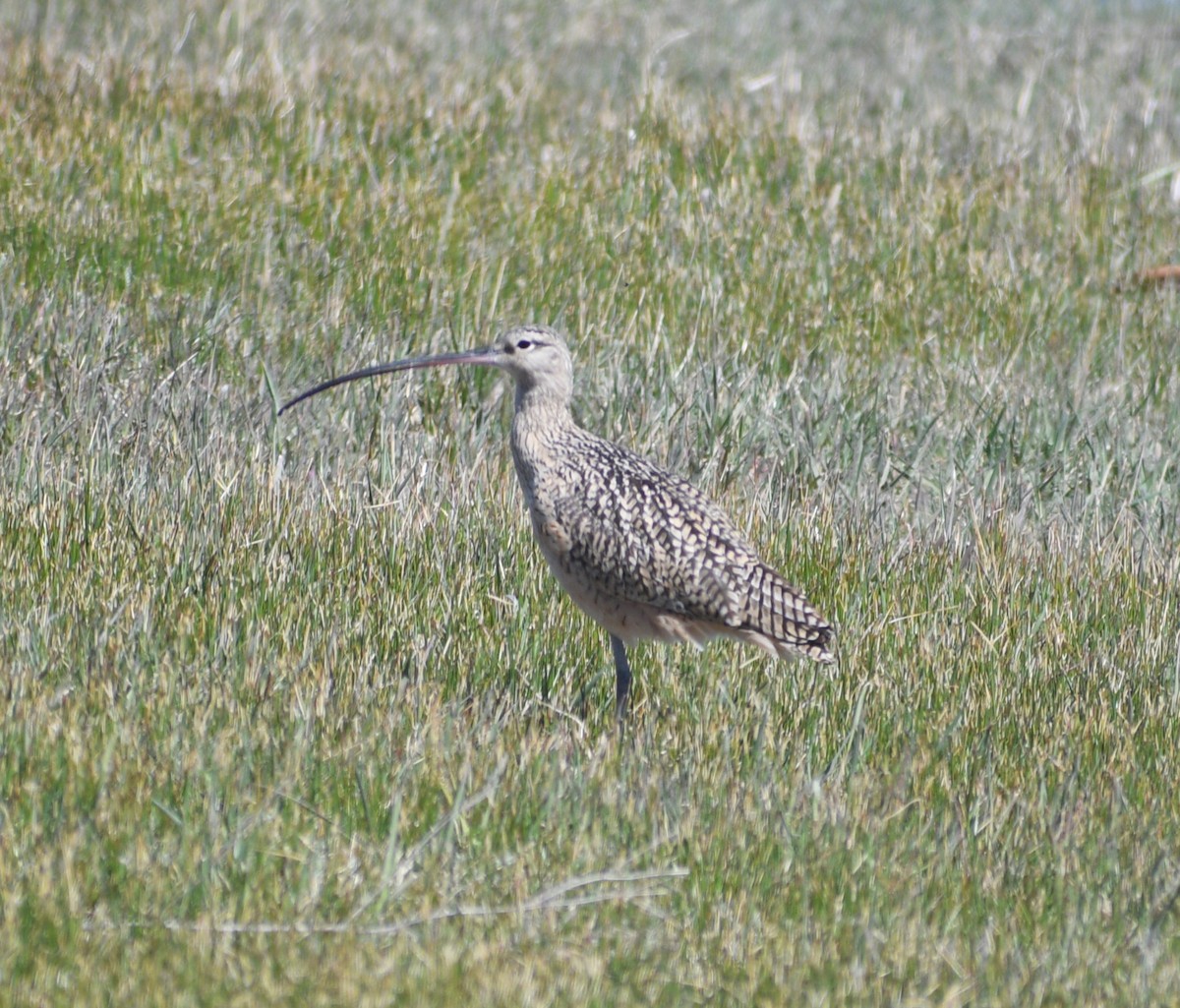 Long-billed Curlew - ML617688416