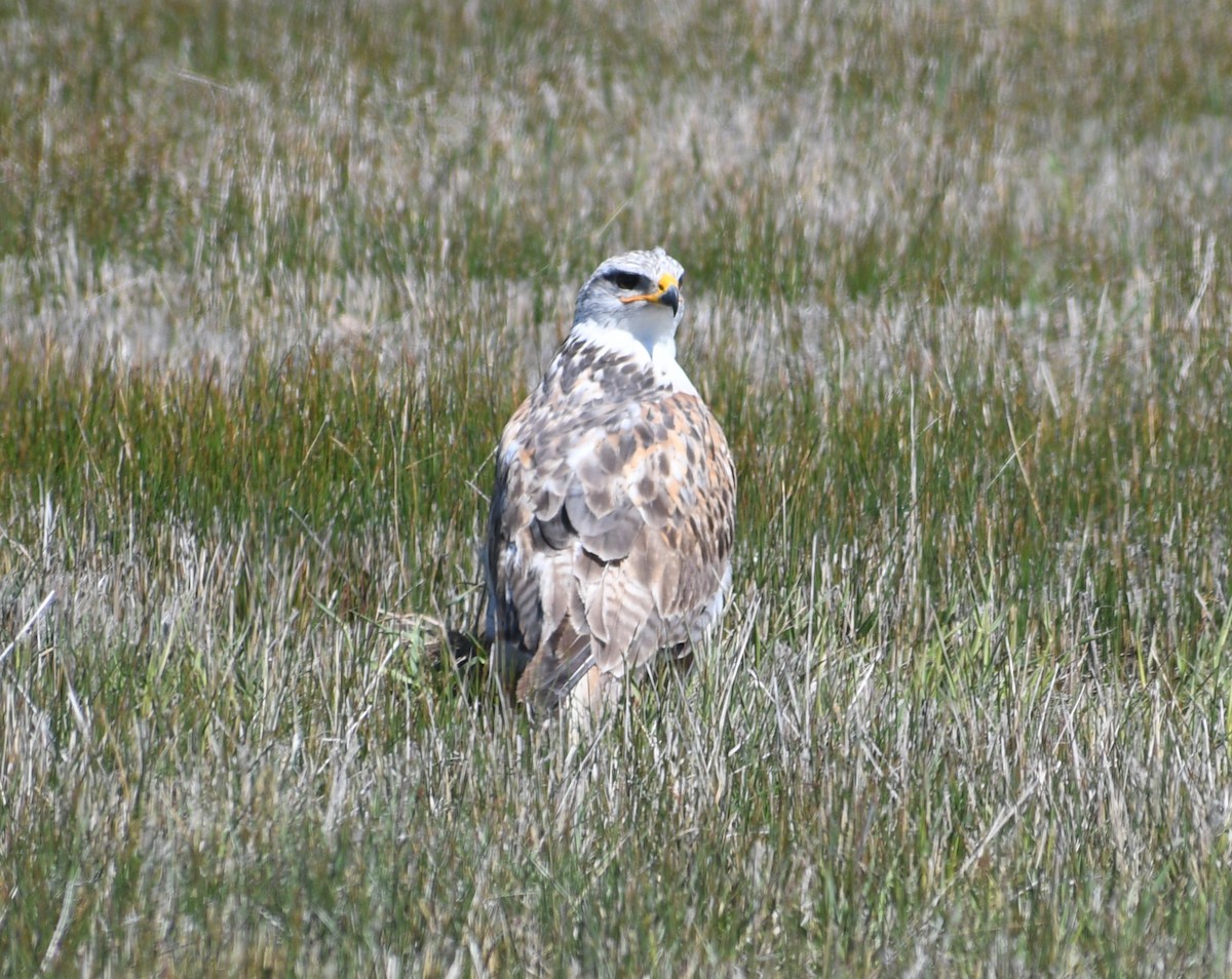 Ferruginous Hawk - ML617688445