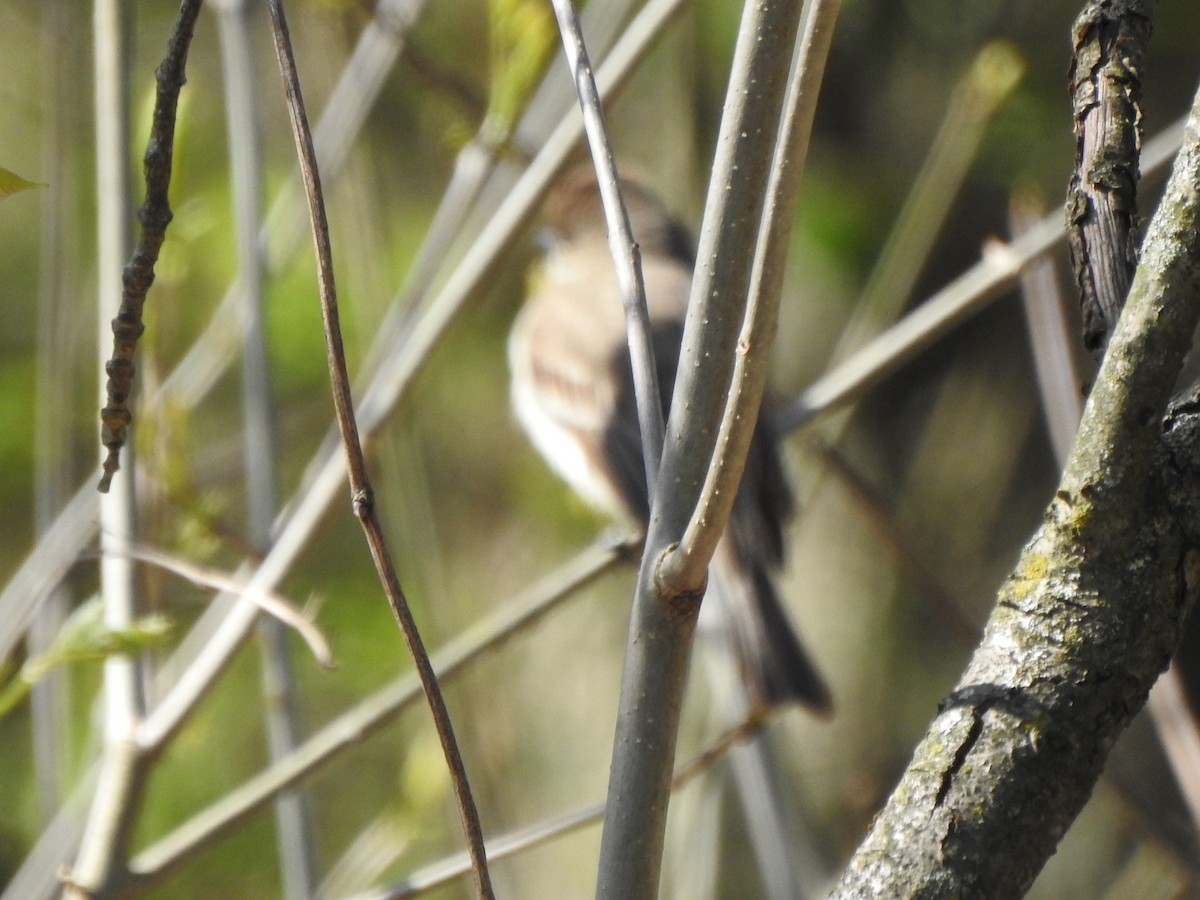 Eastern Phoebe - ML617688480