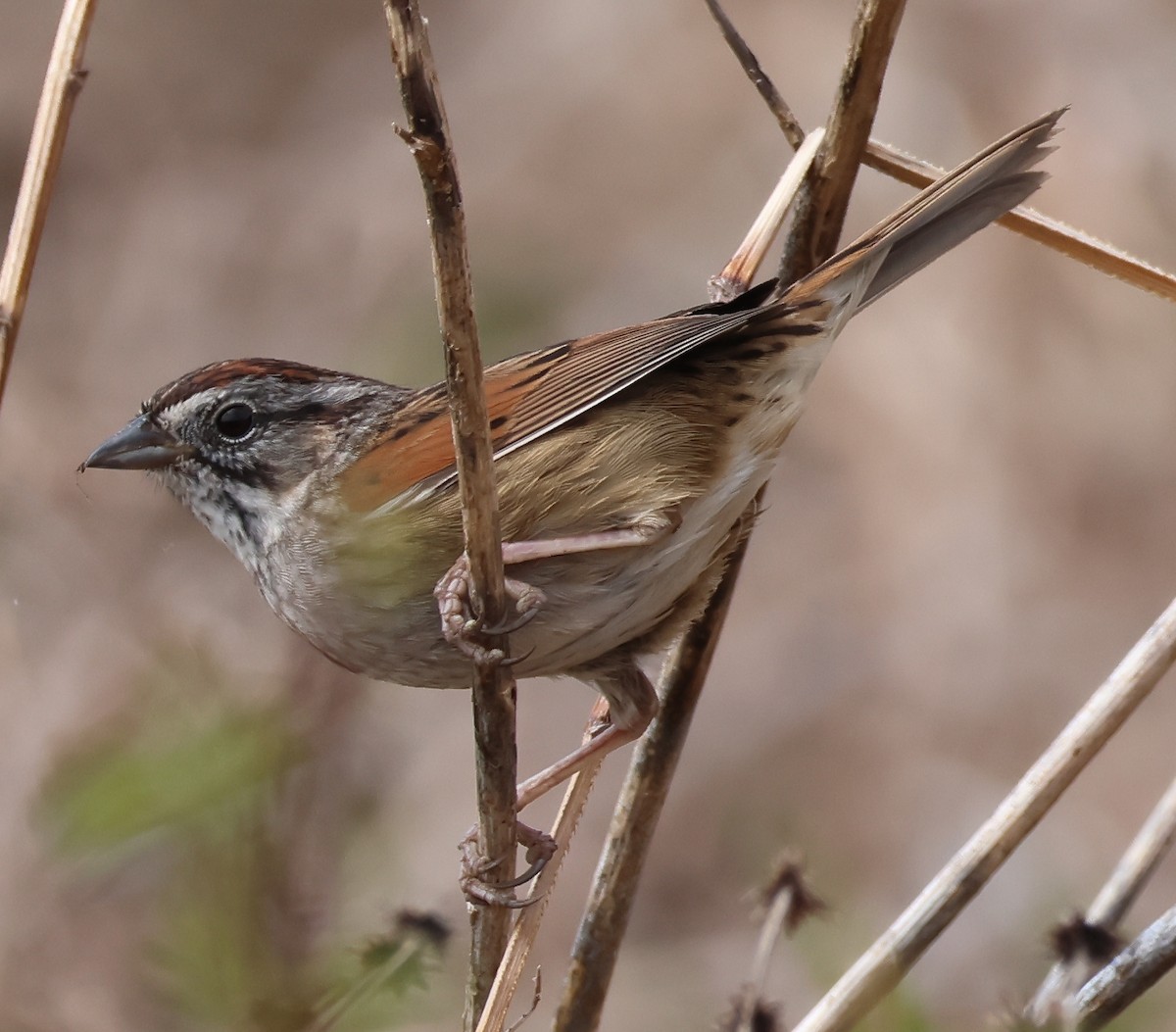 Swamp Sparrow - ML617688485